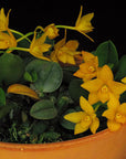 Cattleya cernua f. aurea, on plastic slab