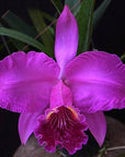 Cattleya lueddemanniana f. rubra x sib 紅路德, plant photo