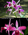 Cattleya (syn. Laelia) purpurata f. flamea x f. sanguinea, plant photo
