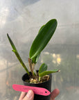 Cattleya (syn. Laelia) tenebrosa x sib, plant photo