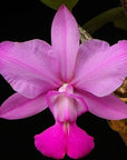 Cattleya walkeriana f. flamea x sib, plant photo