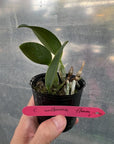 Cattleya walkeriana f. flamea x sib, plant photo