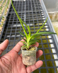 Ceratostylis retisquama, plant photo