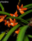 Ceratostylis retisquama, plant photo