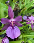 Miltonia spectabilis v. morelliana 董花蘭
