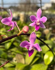 Phalaenopsis equestris B100 x self