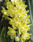 Phalaenopsis gigantea f. decolorata 'Tawei' (MC), plant picture