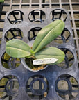 Phalaenopsis gigantea f. decolorata 'Tawei' (MC), plant picture
