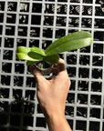 Phalaenopsis kapuasensis, plant photo