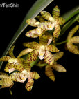 Phalaenopsis kapuasensis, plant photo