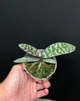 Phalaenopsis schilleriana x sib, plant photo