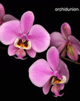 Phalaenopsis schilleriana x sib, plant photo